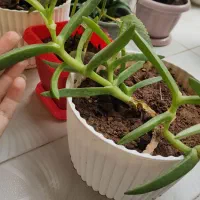 فروش گل های طبیعی و زیبا|گل و گیاه طبیعی|تاکستان, |دیوار