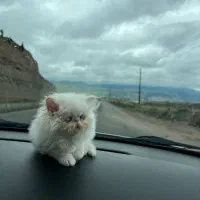 گربه پرشین سوپر فلت