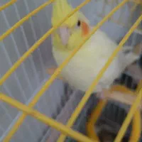 عروس هلندی دستی|پرنده|مهریز, |دیوار