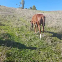 فروش اسب|حیوانات مزرعه|آبش احمد, |دیوار