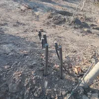 شیر بابلر ۱۲