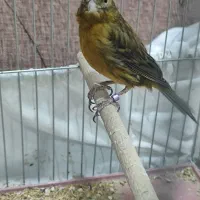 قناری ماده سبز سوخته