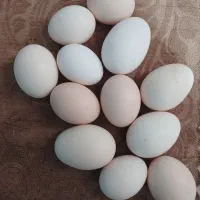 تخم مرغ محلی نطفه دار