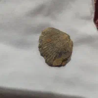 فسیل صدف|کلکسیون اشیاء عتیقه|اراک, |دیوار