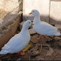 اردک کال و..