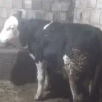 گوساله سمینتال|حیوانات مزرعه|املش, |دیوار