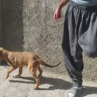 توله سگ|سگ|کرمانشاه, |دیوار