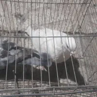 کبوتر|پرنده|نیشابور, مازول|دیوار