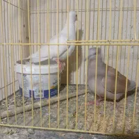 یک جفت کبوتر محلی