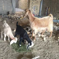 بز داشتی ذات دار|حیوانات مزرعه|کوار, |دیوار