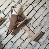 سه عدد پرنده دوری|پرنده|اهواز, آریاشهر|دیوار