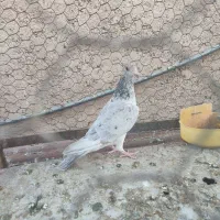 پلاکی سرور|پرنده|شیراز, اکبر آباد|دیوار