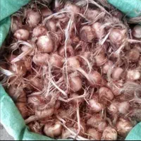 فروش پیاز زعفران زاوه قطب زعفران|عمدهفروشی|تربتحیدریه, شهرک ولیعصر|دیوار