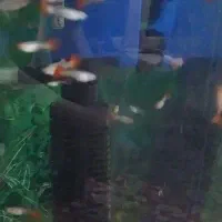 آکواریوم و کوپی|ماهی|قم, شاه ابراهیم|دیوار