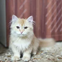 بریتیش لانگ هیر