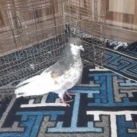 گلدار گرفتنی