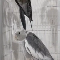 عروس هلندی نر ،