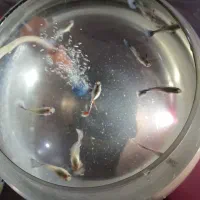 گوپی بیگ ایر رد موزاییک|ماهی|تبریز, |دیوار