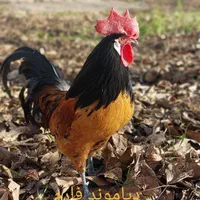 ورورک بلک آلمانی، مرغ زینتی،لاکنولدر