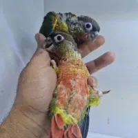 فروش جوجه گرینچیک یلوساید سوپر رد رام