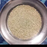 فروش ۲۰۰ کیلو چلتوک کومفیروزی