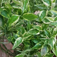 گل پدیلانتوس ابلق طبیعی|گل و گیاه طبیعی|بانه, |دیوار