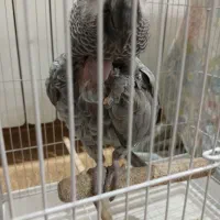 کاسکو ماده رام و سخنگو|پرنده|تهران, شهرک دریا|دیوار