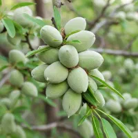 نهال بادام مامایی درجه یک در قوچان