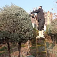 خدمات باغبانی و فضای سبز|خدمات باغبانی و درختکاری|قدس, شهر‌قدس|دیوار