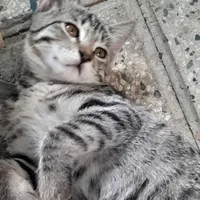 واگذاری رایگان گربه