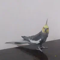 عروس هلندی نر کشیده|حیوانات|خرم‌آباد, |دیوار