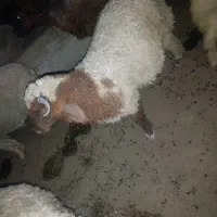 بره نر