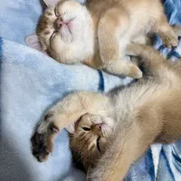 فروش بریتیش گلدny11 واکسینه|گربه|تهران, سعادت‌آباد|دیوار