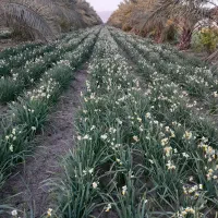 فروش گل نرگس شهلا بهبهان