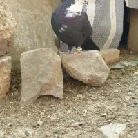 کبوتر (کفتر) ماده کراواتی