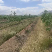 باغ پسته و زمین زراعی|فروش دفتر صنعتی، کشاورزی، تجاری|رونیز, |دیوار
