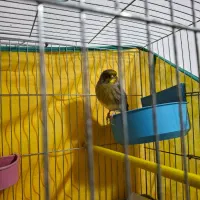 قناری گلستر اورجینال|پرنده|اردبیل, |دیوار