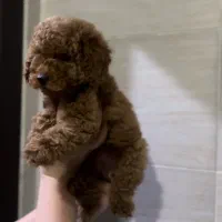 توی پودل نروماده رد