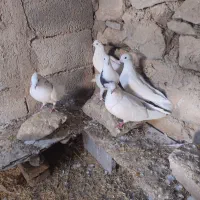 کفتر زیبا تهرانی