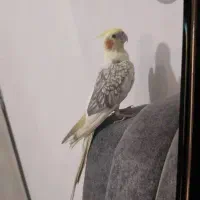 عروس هلندی نر