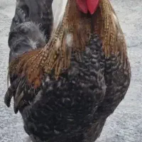 مرغ وخروس محلی
