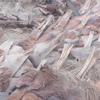 برش وقطع همه درختان نخل گز کنار گهور کلاتوس|خدمات باغبانی و درختکاری|ایرانشهر, |دیوار