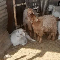 کهره بره بز گیسه چاق|حیوانات مزرعه|سیرجان, |دیوار