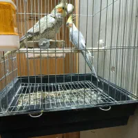 عروس هلندی|پرنده|بروجرد, |دیوار