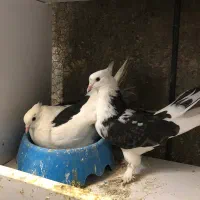 کبوتر شازده تیره هما