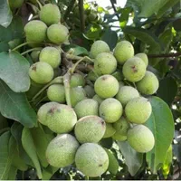 باغبانی وسمپاشی منطقه دماوند ومهراباد آبسرد|خدمات باغبانی و درختکاری|تهران, تهرانپارس غربی|دیوار