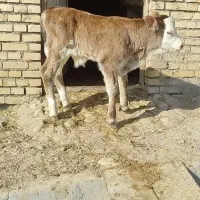 گاو سیمینتال با گوساله سیمینتال نر|حیوانات مزرعه|تبریز, |دیوار