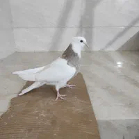 جوجه طوقی|پرنده|شوشتر, |دیوار