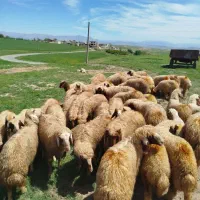 گوسفند|حیوانات مزرعه|کوزران, |دیوار