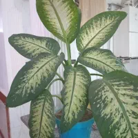 گل اپارتمانی